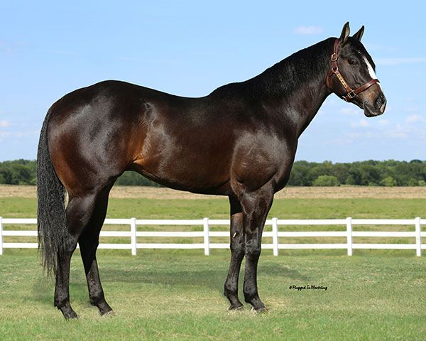 Stallion photographed from a specific angle