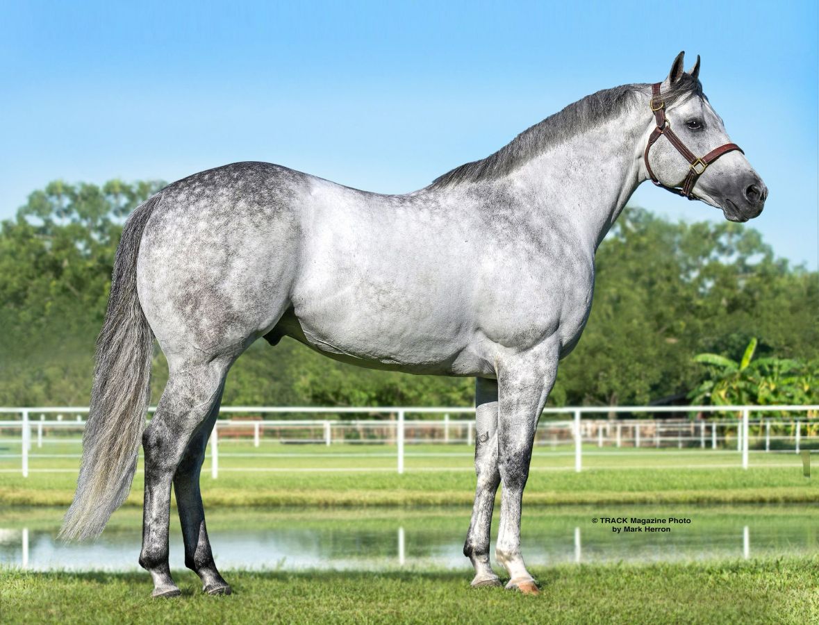 Stallion photographed from a specific angle