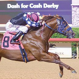 Lauren Schreiner / Speedhorse