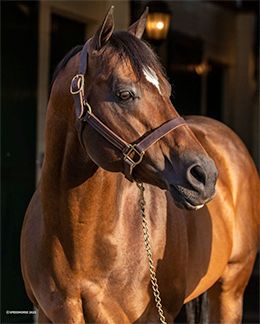 SPEEDHORSE