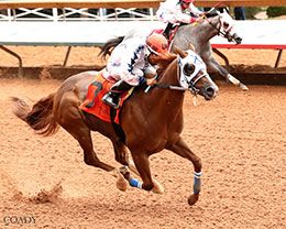 Russ Gus, under jockey Luis Martinez, qualifying in the seventh trial today.