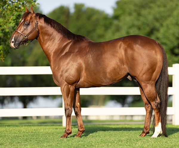Stallion photographed from a specific angle