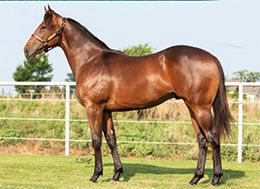 Courtesy MP Horses