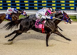Hodges Photography