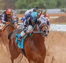 Ernesto Salinas, Jr. / StallioneSearch