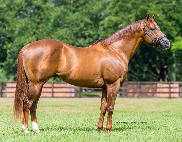 Stallion photographed from a specific angle
