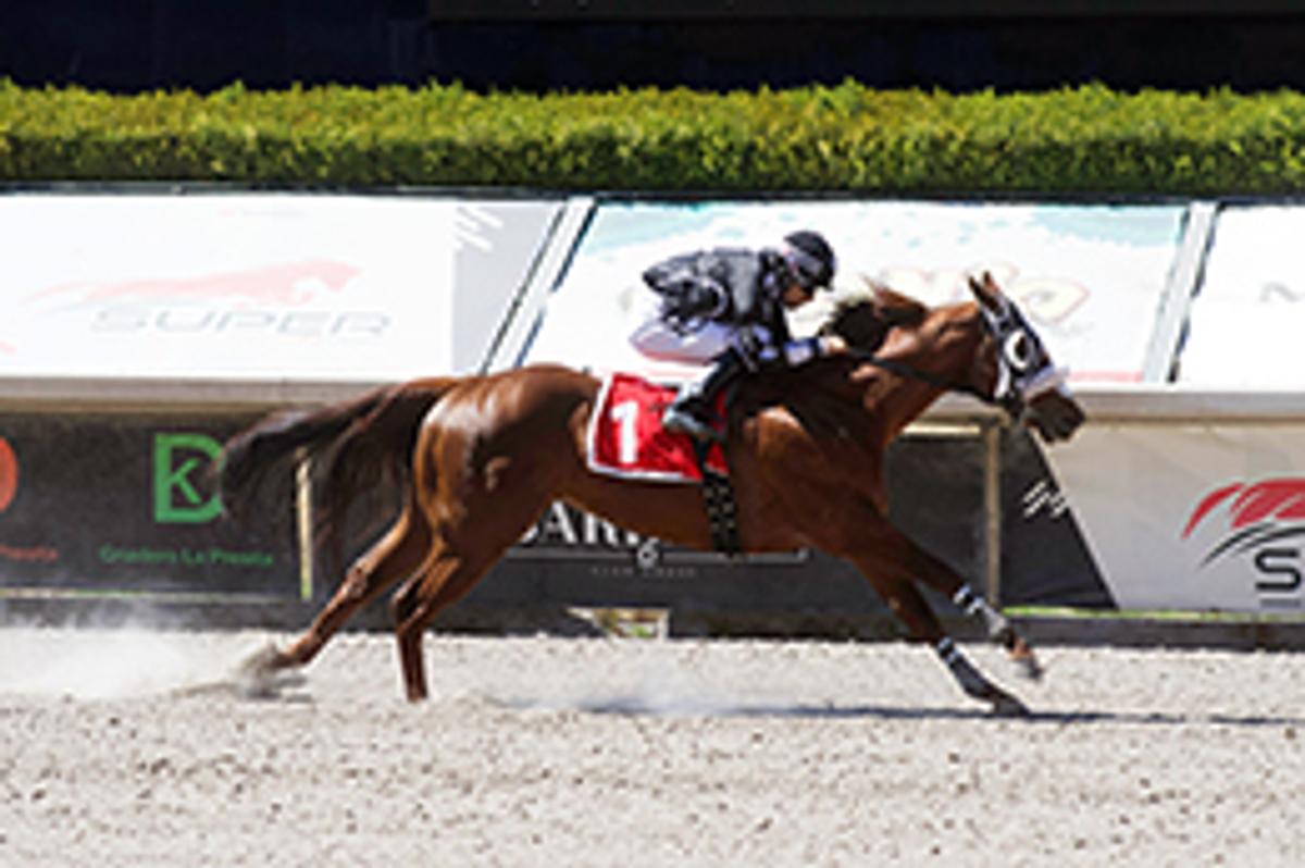 Miguel Angel Espinoza / Hipodromo de Las Américas