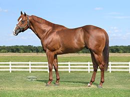 Tempting Dash will be managed by Robicheaux Ranch for the 2026 season.