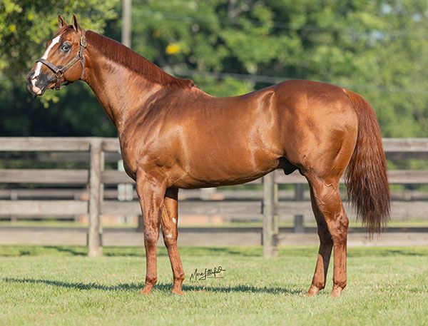 Stallion photographed from a specific angle