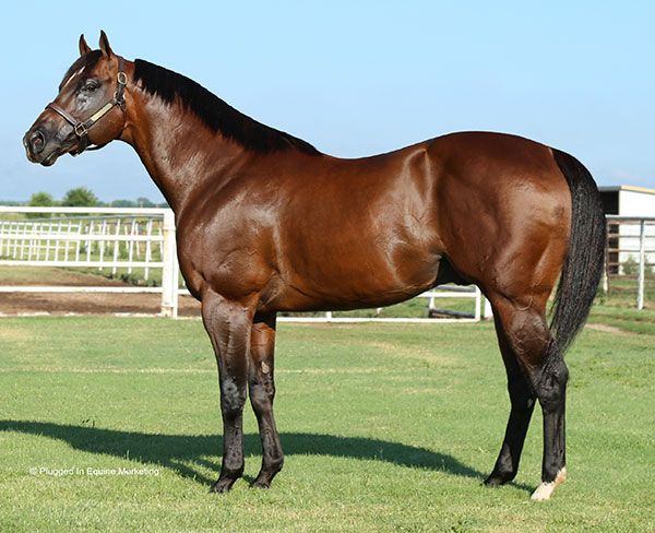 Stallion photographed from a specific angle