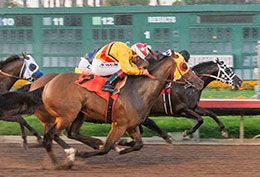 Mayor Humdinger (#1) drags in fellow qualifiers Hidden Speed (#7) and Fancy Upp (#4) in the second trial Saturday.