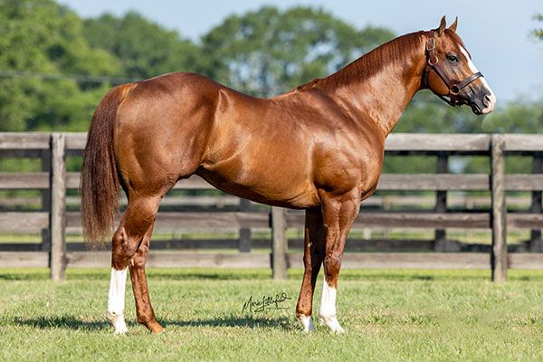 Stallion photographed from a specific angle