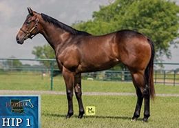 Rdd Reasons For B sold as Hip 1 for $18,500 in the 2025 LQHBA Yearling Sale.