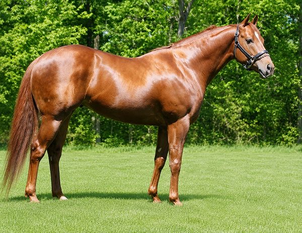 Stallion photographed from a specific angle
