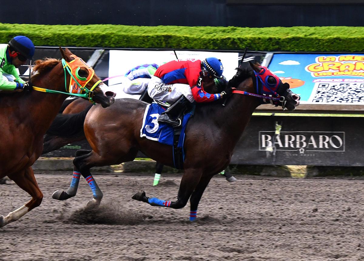 Apollitical Spanish Earns Second Stakes Victory in Jose Merced Gomez Orozco Classic