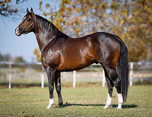 Stallion photographed from a specific angle