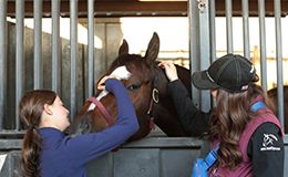 AQHA