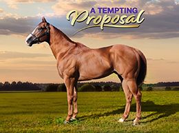A Tempting Proposal is standing his first year at Texano Oaks Ranch in 2026.