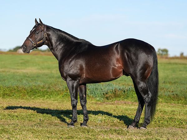 Stallion photographed from a specific angle