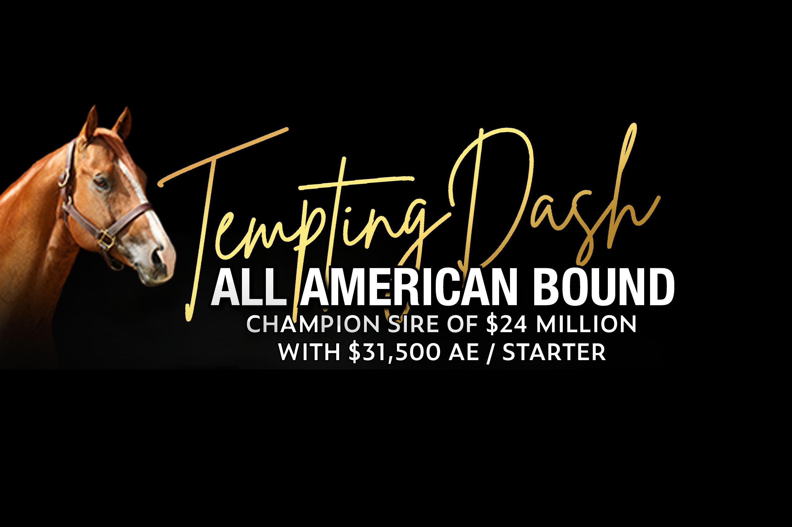 Tempting Dash Adds Two All American Qualifers and Governors Cup Futurity Winner to Banner Season