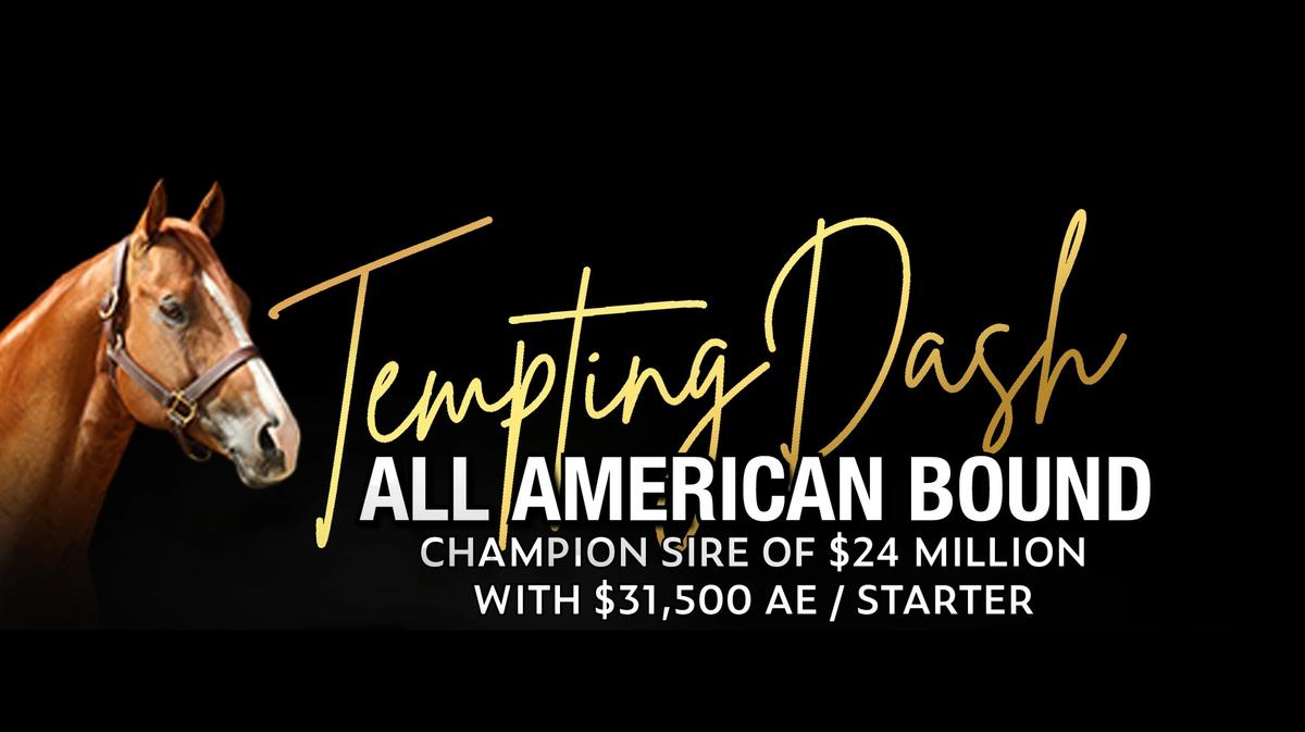 Tempting Dash Adds Two All American Qualifers and Governors Cup Futurity Winner to Banner Season