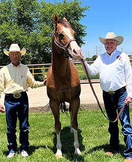 The American Quarter Horse Journal