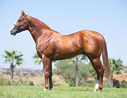 Tobasco Jess will join the stallion roster at EG High Desert Farms in 2025.