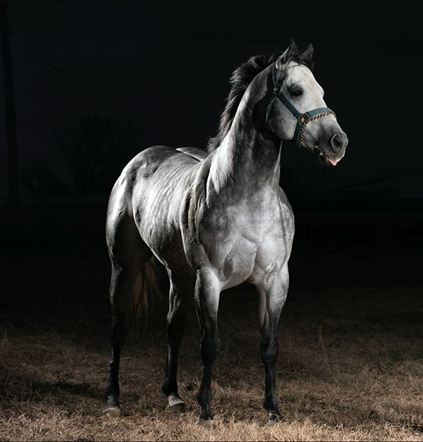Stallion photographed from a specific angle