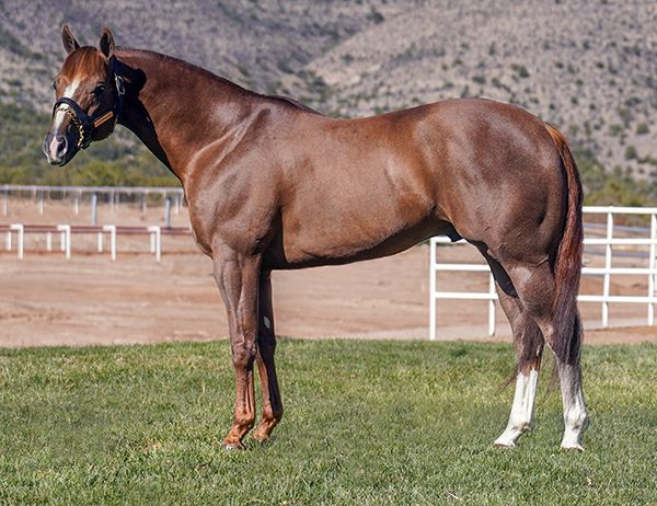 Stallion photographed from a specific angle