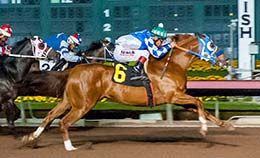 Flaming Jess Candy is also from the Jose Flores stable.