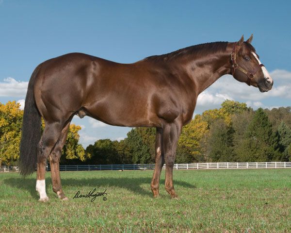 Stallion photographed from a specific angle