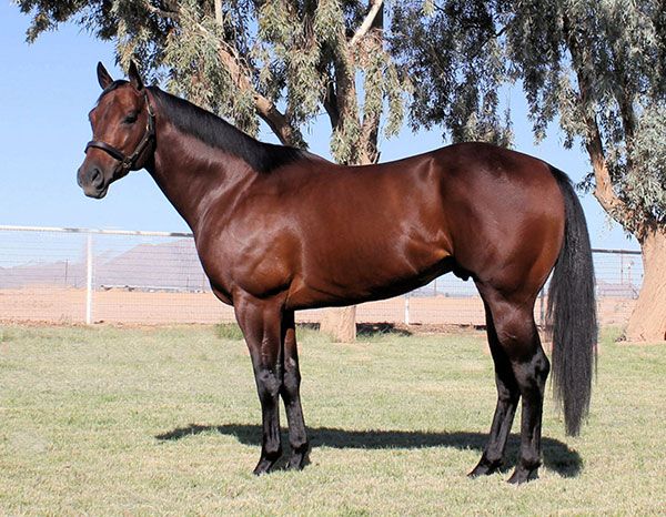 Stallion photographed from a specific angle