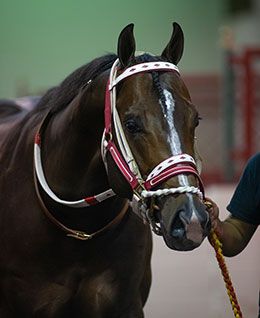 Stanley Cartel in the saddling paddock before the Robert Boniface Los Alamitos Invitational Championship Saturday night.