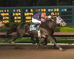 Jess You And I outdueled Little Bit Of Baja in the 2008 $750,000 Champion of Champions in :20.94 seconds, breaking world champion Blues Girl Too's previous track record.