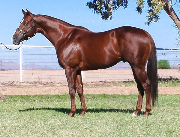 Stallion photographed from a specific angle