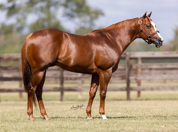 Stallion photographed from a specific angle