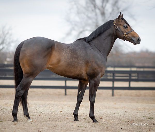 Stallion photographed from a specific angle