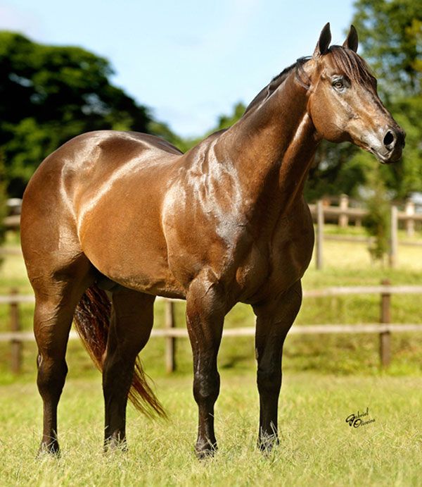 Stallion photographed from a specific angle