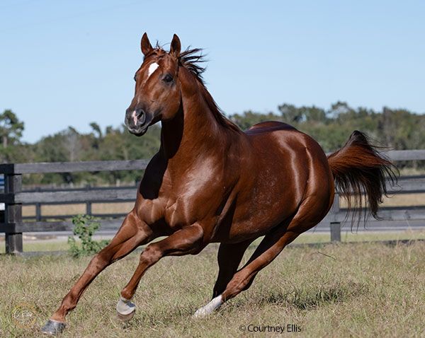 Stallion photographed from a specific angle