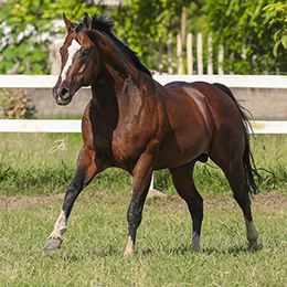 Must Go Reason SA, the champion sire of the Northeast Brazil statistics.