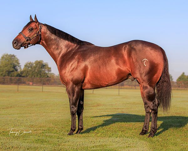 Stallion photographed from a specific angle