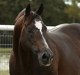 @ Plugged In Equine Marketing