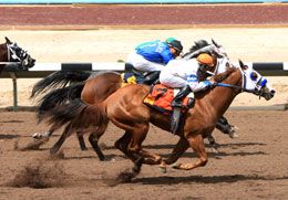 Nagano Moon is the dam of Full Moon Dasher, shown winning the Four Corners Senora Stakes.