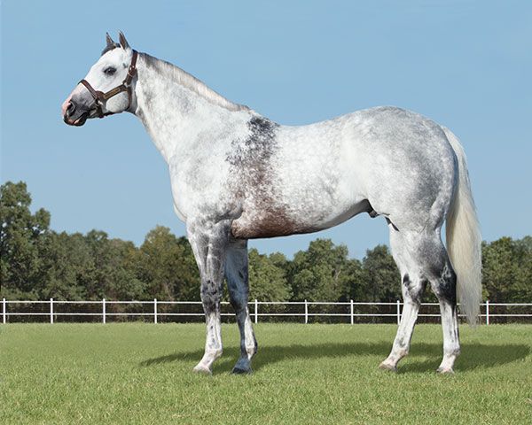 Stallion photographed from a specific angle