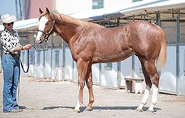 Alex Castaneda Agent paid $120,000 for Corona Cartel colt Royalist.
