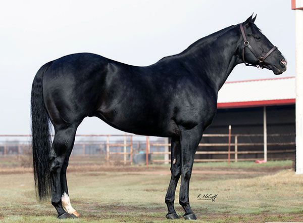 Stallion photographed from a specific angle