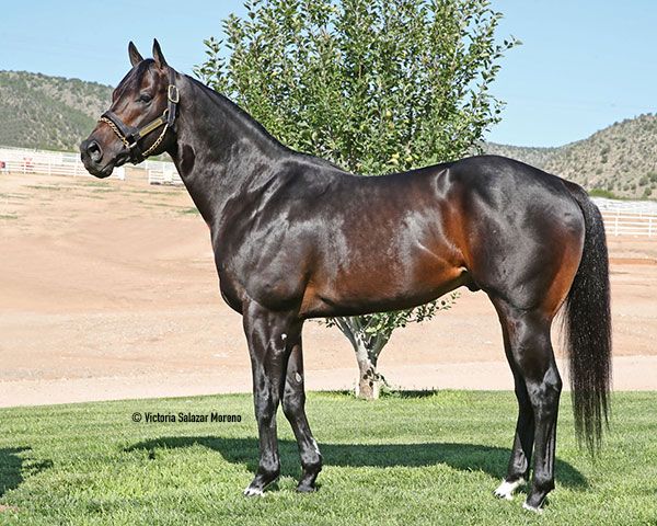 Stallion photographed from a specific angle