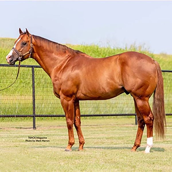 Stallion photographed from a specific angle