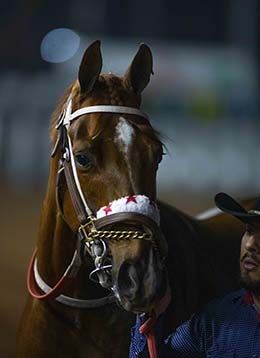 El Primero Del Ano Derby winner Show N Tell Cartel in the Los Alamitos saddling paddock.