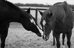 Both Jess You and I and Cuantemplate were well cared for on behalf of their breeders Double Bar S Ranch. "Rest well, boys, and enjoy heaven."
